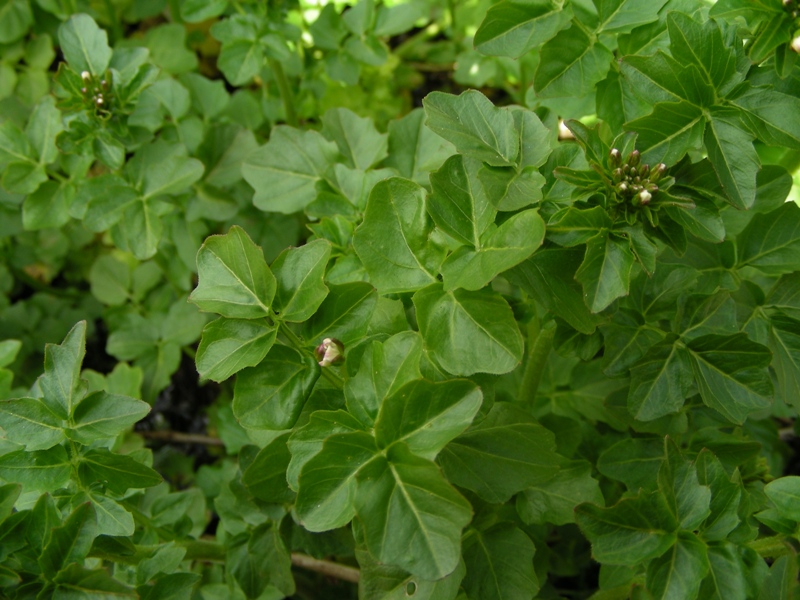 Cardamine amara / Billeri amaro